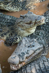 Krokodil