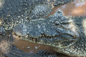 Krokodil