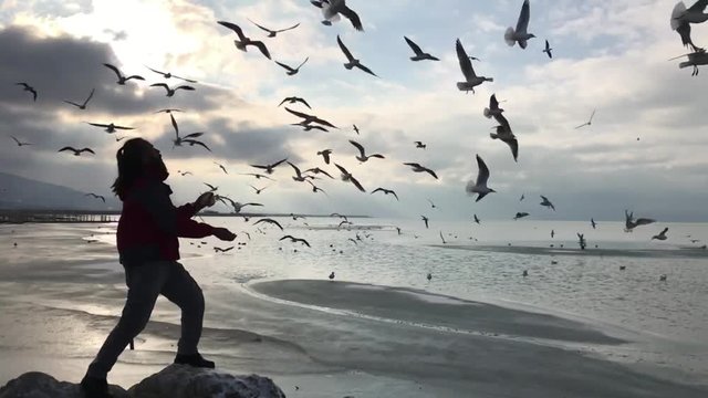 martılar ve yemek zamanı