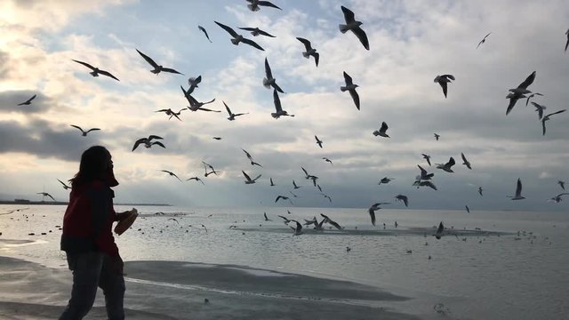 soğuk havada martılara ekmek veren adam