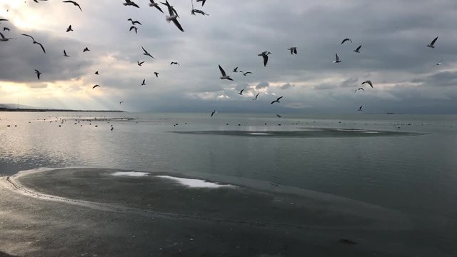 kış mevsimi g&ouml;ldeki martılar