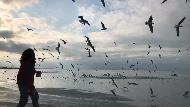 martılara ekmek atan adam