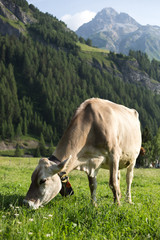 Fototapeta na wymiar Cows grazing on an alpine pasture in high mountains, ringing with their bells