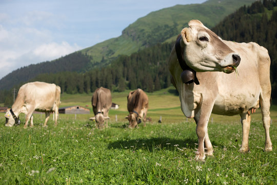 Cows grazing on an alpine pasture in high mountains, ringing with their bells