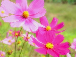 Obraz premium 光に照らされたコスモス