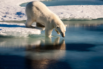 Polar bear testing water temperature