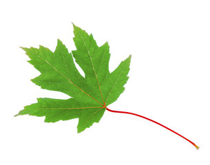 Maple leaf on white background, HDR