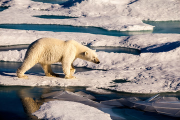 Beautiful polar bear walking on ice