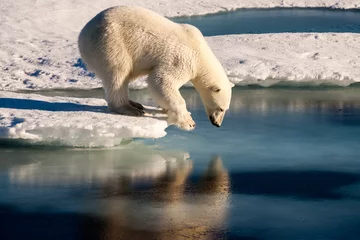 Foto auf Alu-Dibond Eisbär-Narzisst © Mario Hoppmann