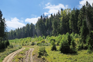 Fototapeta na wymiar View of green wood mountain forest