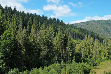View of green wood mountain forest