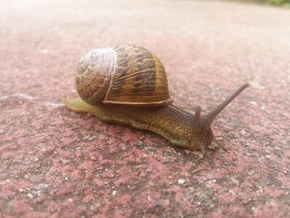 animales invertebrados 