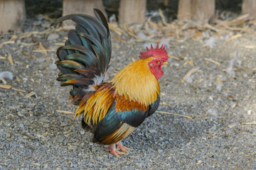 close up portrait of bantam chicken, Beautiful colorful cock