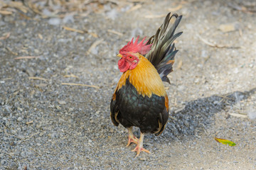 close up portrait of bantam chicken, Beautiful colorful cock