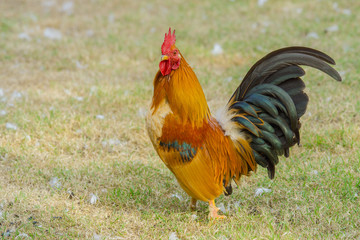 close up portrait of bantam chicken, Beautiful colorful cock