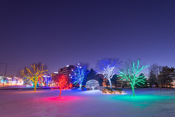 Fototapeta na wymiar Trees decorated and illuminated with colorful lights