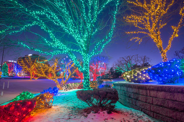 Trees decorated and illuminated with colorful lights