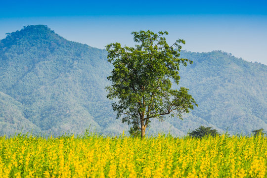 field of yellow Crotalaria flowers and big tree near the mountain in day blue sky.