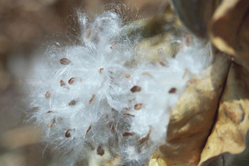Colorado Milkweed Seeds