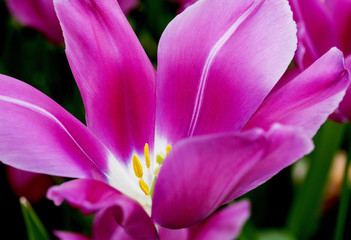Fototapeta na wymiar Lavender lip Tulip
