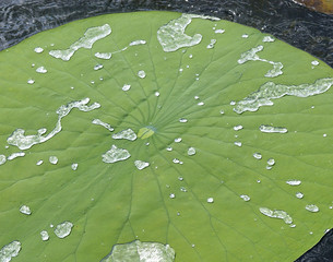 Lilly Pad with Dancing Water