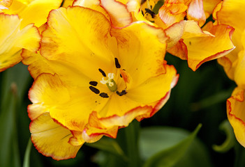 Open red and Gold Tulip