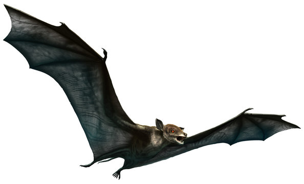 Icaronycteris from the Eocene era 3D illustration
