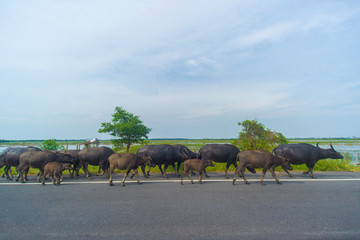  water buffaloes on hightway road.