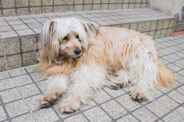 shaggy haired dog lying