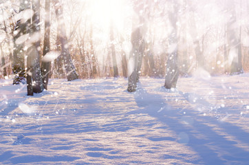 Winter snow magic forest background. 