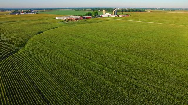 Strikingly beautiful aerial view of mature corn fields, farms in distance.

