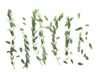 Green eucalyptus branches on white background