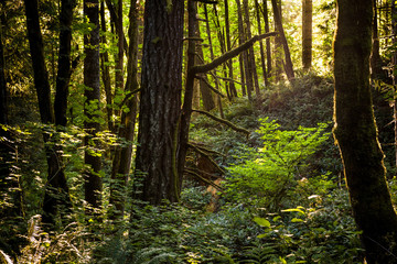 Forest in Stub Stewart State Park