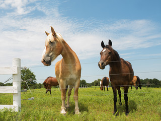 Two horses, big and small, looking over a wire fence