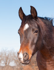 Cute dark bay Arabian horse looking to the left of the viewer with a sweet expression in his eyes