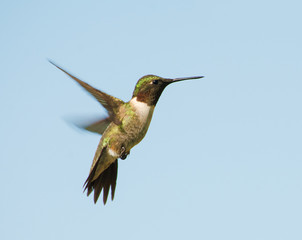 Fototapeta na wymiar Male Ruby-throated Hummingbird hovering, with a blue sky background