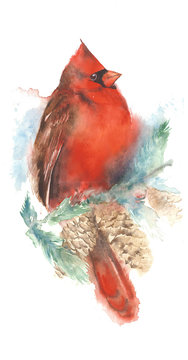 Bird cardinal watercolor illustration isolated on white background postcard greeting card