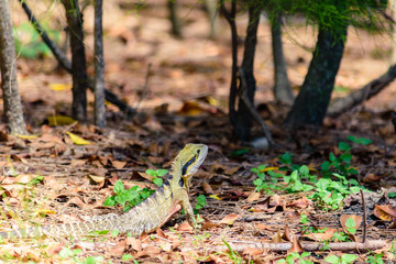 Australian Male Water Dragon surprised out of the water basking in the sun light, Intellagama lesueurii, formerly Physignathus lesueurii, The water dragon can slowly change skin colour