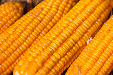 dried orange corn on the cob, close up