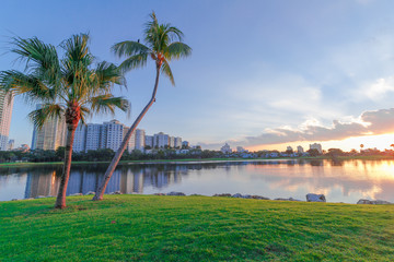 Beautiful palms on the beach with a green grass during sunset in Florida, USA