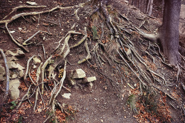 Roots of old tree in forest