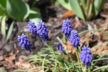 Purple flowers
