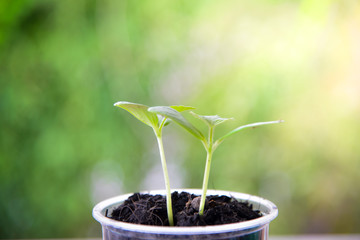 plants growing on green nature background.Agriculture concept.