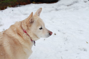 White Dog in Snow
