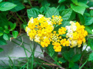 lantana beauty colorful white and yellow flower bloom