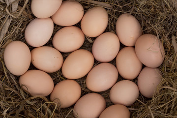 a pile of brown eggs in a nest on a sand background,Lots of eggs
