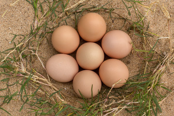a pile of brown eggs in a nest on a sand background,Lots of eggs