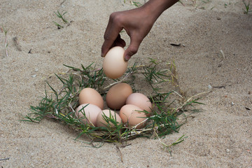 Catch the eggs from the nest of a chicken,.Chicken's nest made o