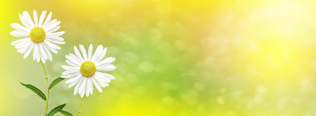 White bright daisy flowers on a background of the summer landsca