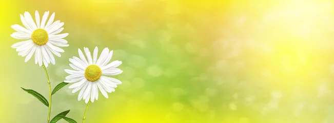Photo sur Plexiglas Marguerites White bright daisy flowers on a background of the summer landsca